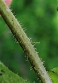  Stem
